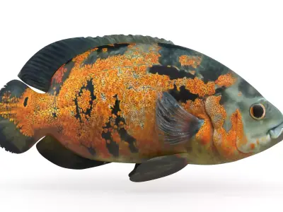 Oscar Fish 3D model purchase