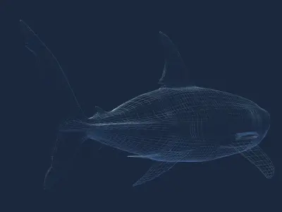 Great White 3D model