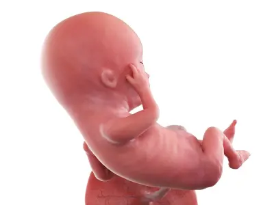 Fetus Week 13 Animated 3D model