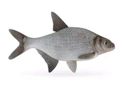Bream Fish 3D model buy