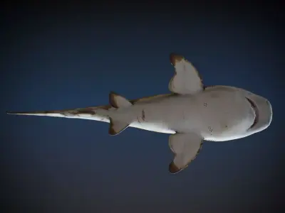 Leopard Shark 3D model purchase