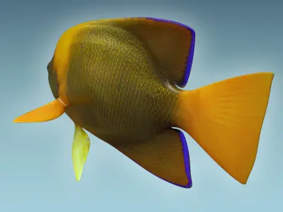 Angle Fish 14 3D model