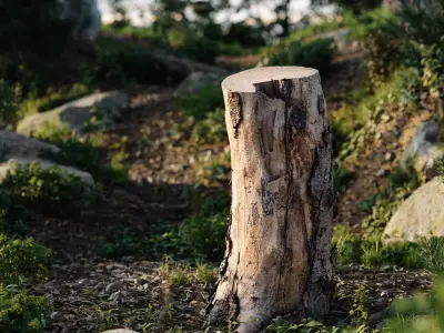  Medium Cut Bare Splintered Stump Model 