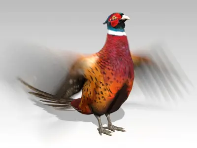 Pheasant Low-poly 3D model