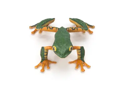 Splendid Leaf Frog Animated 3D model