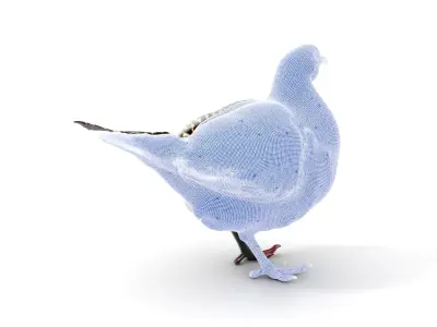 Elegant Pheasant D Model Pack for Interactive and Rendering Uses Low-poly 3D model