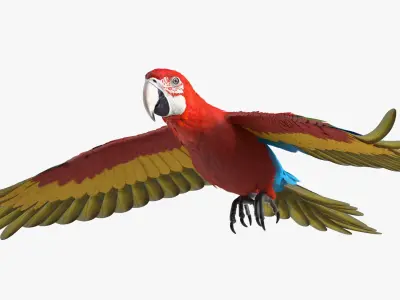 Red and Green Macaw Parrot Rigged 3D model