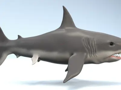 White Shark  Low-poly 3D model