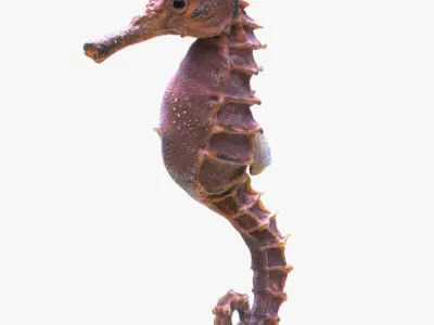 Seahorse 3D model 5