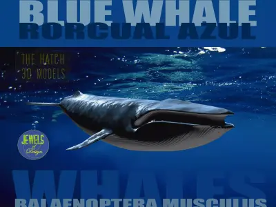 Blue Whale 3D model buy