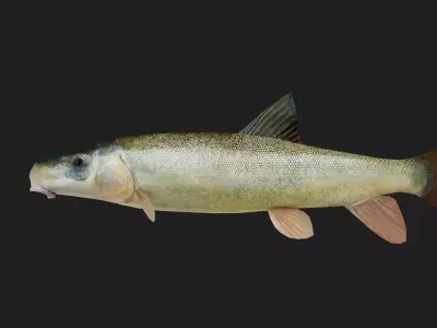 Carp fish Low-poly 3D model