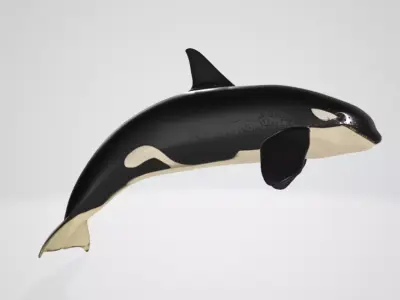 Killerwhale 3D model