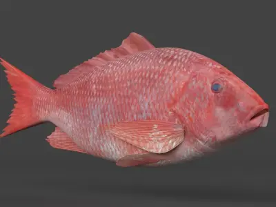 Red Snapper Fish 3D model