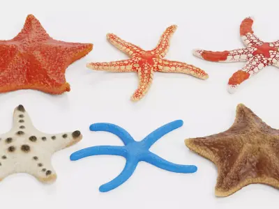 -Starfishes - Rigged Collection- 3D model