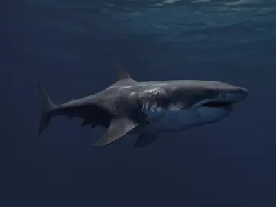 White Shark Low-poly 3D model buy