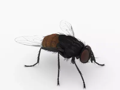 fly 3d models 3D model