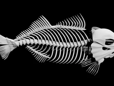 Fish skeleton Low-poly 3D model
