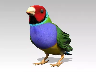 Gouldian Animated Low-poly 3D model