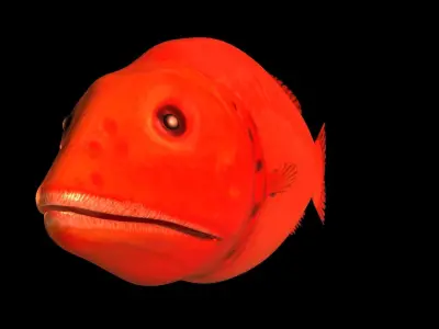 Flabbywhale fish Low-poly 3D model