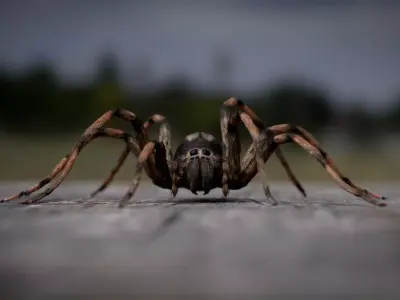 Spider Low-poly 3D model 3