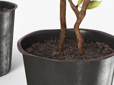 Magnolia Flower Plant in Pot of Soil Pink 3D model