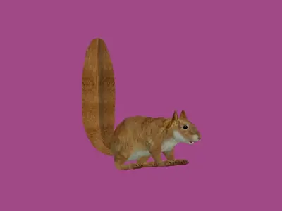 squrrel lowpoly 3d model 3D model purchase