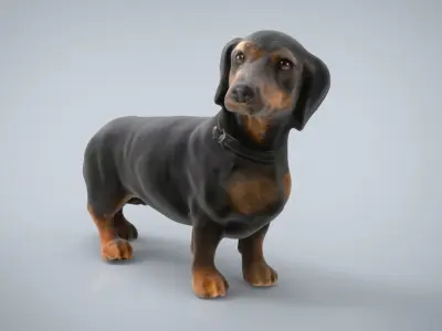 DACHSHUND Low-poly 3D model purchase