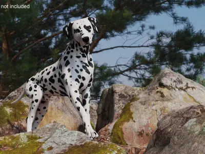 Spotted Dalmatian Dog Rigged for Maya 3D model