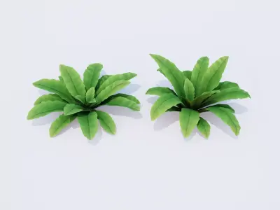Bird Nest Fern Plant Low-poly 3D model