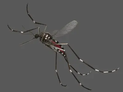 Mosquito Yellow Fever (Animated) 3D model