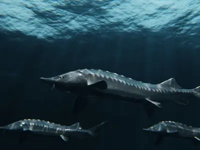 Sturgeon Freshwater Fish Low-poly 3D model