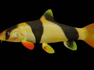 Clown Loach Fish Low-poly 3D model