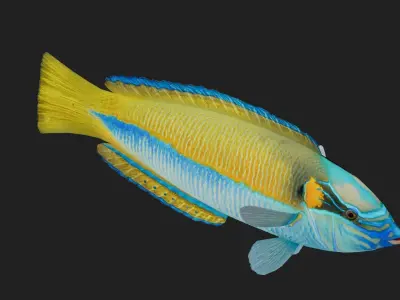 Wrasse Low-poly 3D model 3