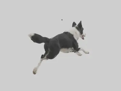 Border Collie running model 3D model