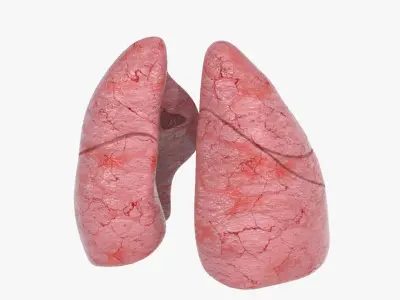  Lungs 