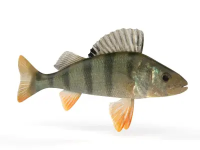 Perch Fish 3D model get