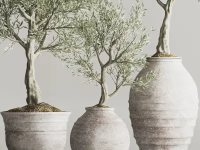 Olive Tree In Antique Pottery And Indoor Plant Set 67 3D model