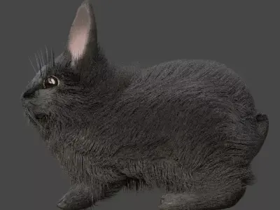 Gray double mane lionhead rabbit Free 3D model