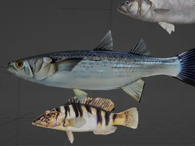 Mediterranean Fishes Set Nine piece low-poly 3D model FREE Free low-poly 3D model