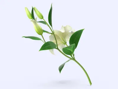  White Lily 