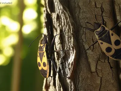 Pyrrhocoris Apterus Bug Yellow Black 
