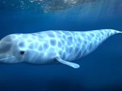 beluga dolphin lowpoly nature wildlife underwater arctic 3D model