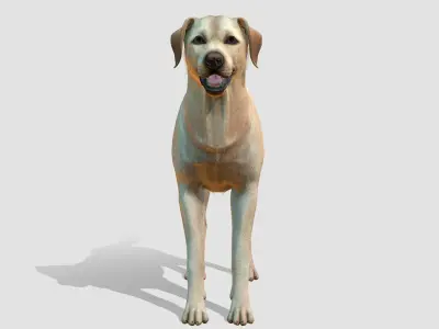  Dog - Labrador 