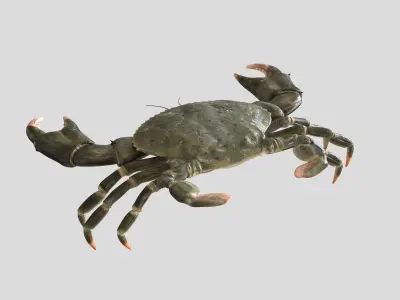 Crabs crab 3D model