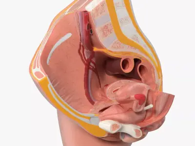Medical Model of Female Pelvis Cross Section 3D model
