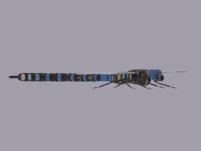 Dragonfly 3D model get