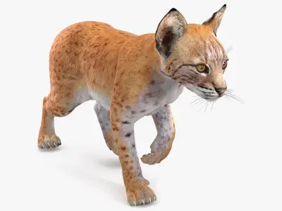 Lynx Cub in Walking Pose 3D model
