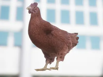 Chicken Low-poly 3D model get