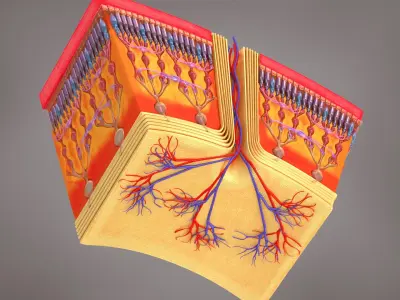 HD Retina in Cross Section 3D model