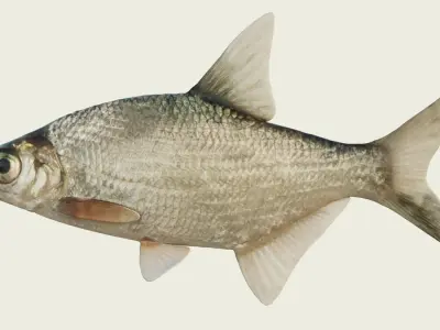 Abramis brama fish Low-poly 3D model